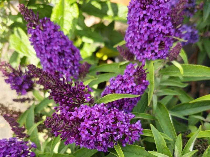Zwerg-Schmetterlingsflieder Butterfly Candy® Little Purple