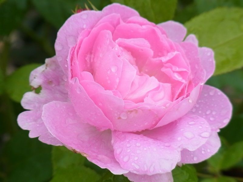 Englische Rose Mary Rose®