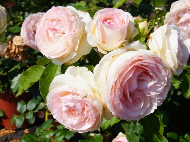 Strauchrose Eden Rose 85®
